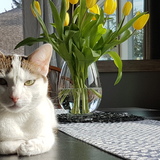 Entry image for Cleo