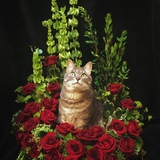 Entry image for Miss Sophie Cat 