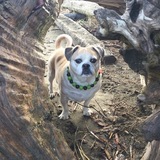 Entry image for Alfie