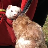 Entry image for Gin and Aya