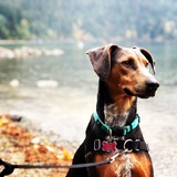 Entry image for Lola