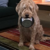 Entry image for Ginger