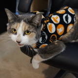 Entry image for Kali