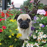 Entry image for Koko