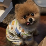 Entry image for Yogi