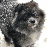 Entry image for Ranger