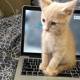 Entry image for Ollie