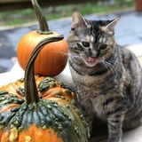 Entry image for Phoebe