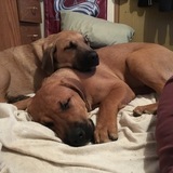 Entry image for Tokka & Rumble