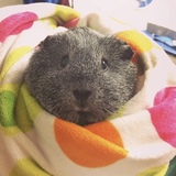 Entry image for Pebbles 