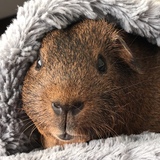 Entry image for Bam Bam