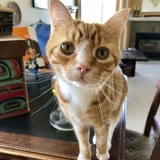 Entry image for Timbit