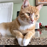 Entry image for Timbit