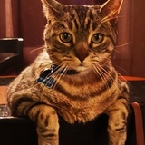 Entry image for Marvin