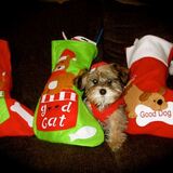 Entry image for Molly