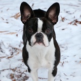 Entry image for Ella