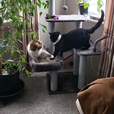 Entry image for Kali an Kron