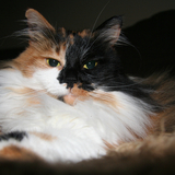 Entry image for Coco