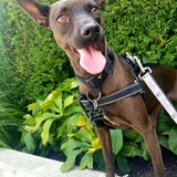 Entry image for Luna