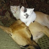 Entry image for Bella