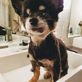 Entry image for Pookie