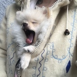 Entry image for Haggis 