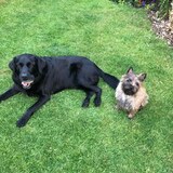 Entry image for Simpson and Stella