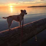 Entry image for Piper