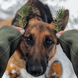 Entry image for Jazz