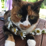 Entry image for Sansa