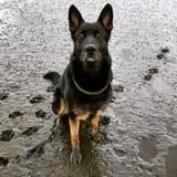 Entry image for Moka-Bear