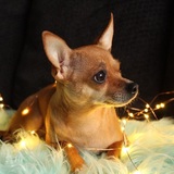 Entry image for Belle