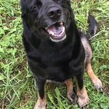 Entry image for Jessie