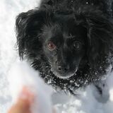 Entry image for Sadie