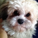 Entry image for Charlie