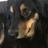 Entry image for Bella