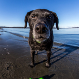 Entry image for Jack