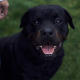 Entry image for Schatz