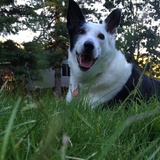 Entry image for Ryder