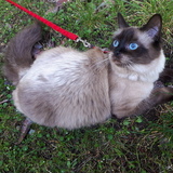 Entry image for Alice