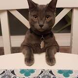 Entry image for Meow meow