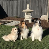 Entry image for Peanut, Shoji and Venus