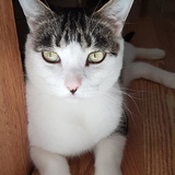 Entry image for Newton