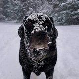 Entry image for Spencer