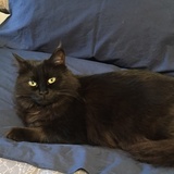 Entry image for Midnight