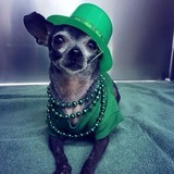 Entry image for Lulu