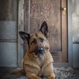 Entry image for Sable