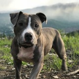 Entry image for Toro