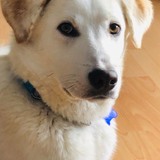 Entry image for Kootenay Bud