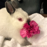 Entry image for Pearl